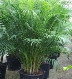 Howea forsteriana_kat